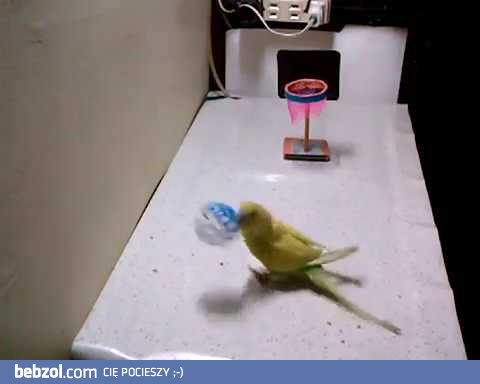 Inteligentna papużka