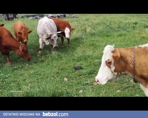 Żółw kontra krów