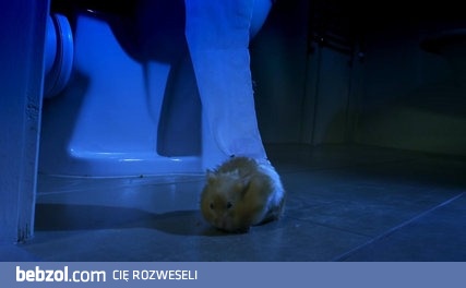 Chomik kradnie papier