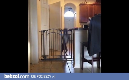 Pies skacze przez bramkę
