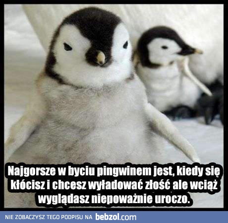 Bycie pingwinem nie jest wcale takie łatwe