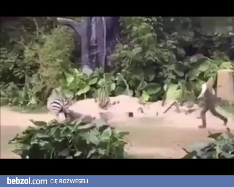 Zebra zaatakowała człowieka