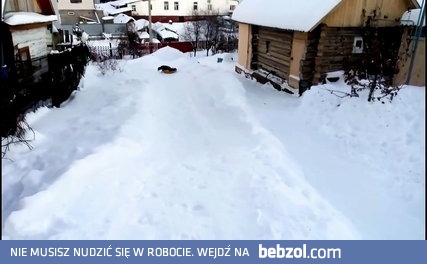 Husky który uwielbia się śligzać