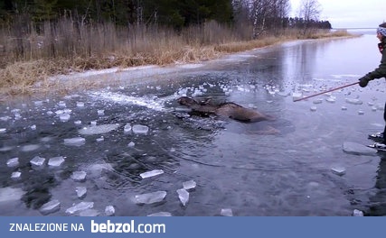 Dobrzy ludzie pomagają klempie wydostać się z lodowatej pułapki 
