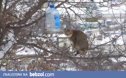Extremely skilled kot kradnie smalec z karmnika dla ptaków 