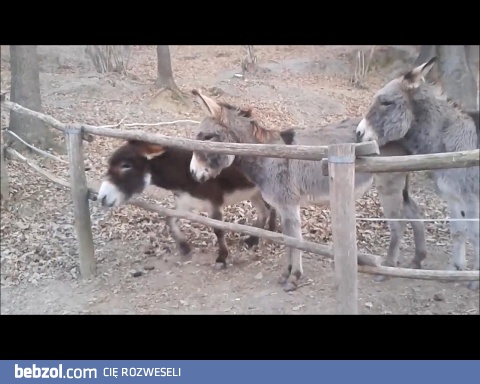 A mówi się, że osły są głupie