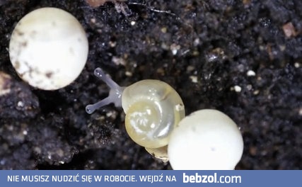 Jak wykluwają się ślimaki
