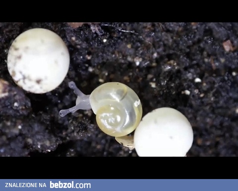 Jak wykluwają się ślimaki