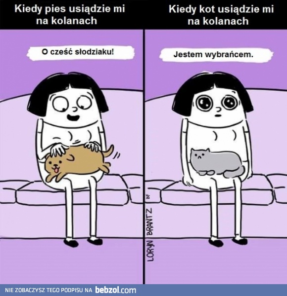 Pies vs kot