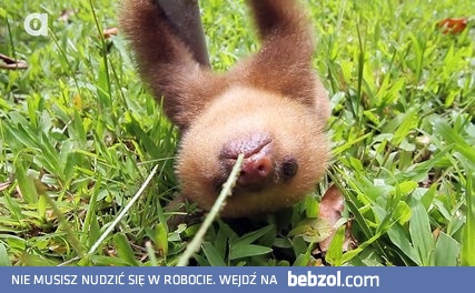 Kłótnia dwóch małych leniwców.