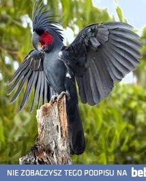 Australijska papuga z irokezem - Kakadu palmowa