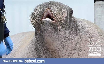 Mors E.T. daje pokaz swoich umiejętności wokalnych