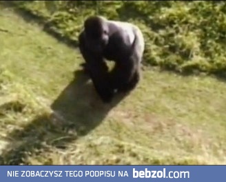 Goryl chroni dziecko, które wpadło do zagrody