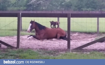 Troje małych uroczych rozrabiaków i spokojny konik