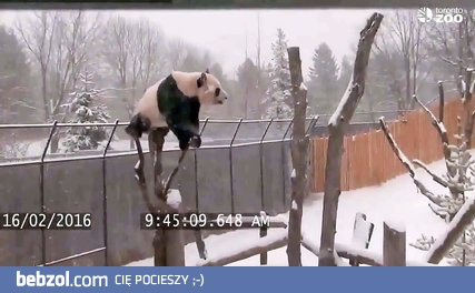 Instynkt samozachowawczy? Nie, nie słyszałem