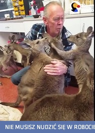 Małe osierocone kangury nie mogą przestać tulić swojego wybawcę