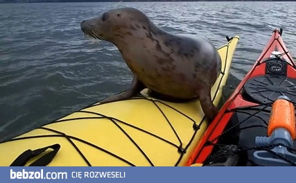 Foka wdrapuje się na kajak by trochę odpocząć