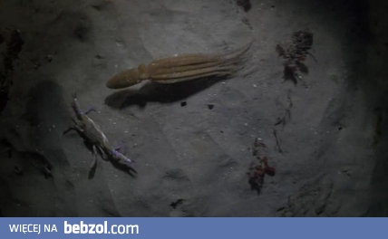 Ośmiornica kontra krab