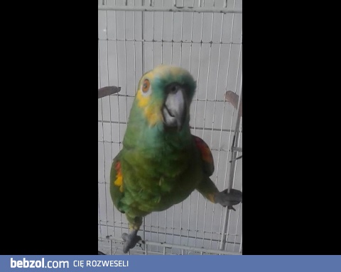 Papuga która śpiewa jak Rihanna