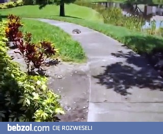 Jak szybko może biec żółw?