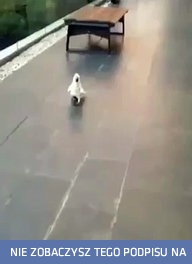 Gdy kakadu za dużo czasu spędza z psami