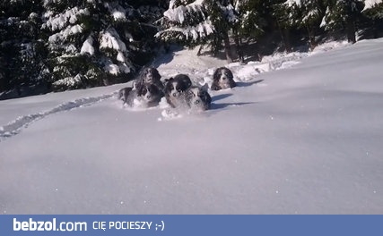 Zgraja słodkich łobuziaków hasająca w śniegu