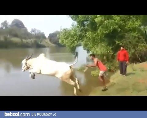 Krowa daje nura do wody