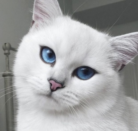 Colby niesamowity kot z niebieskimi oczami.