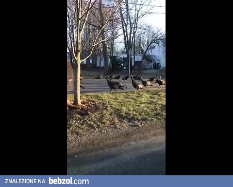 Indyki odprawiają czary nad nieżywym kotem