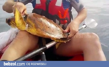 Człowiek najlepszy przyjaciel żółwia