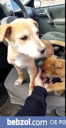 Bracia ratują porzucone na środku pustyni w Azrizonie szczenięta