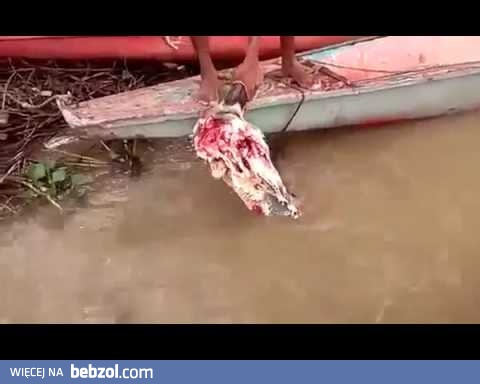 Szybki obiadek piranii