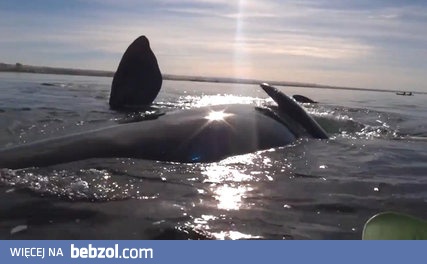 Wieloryb bierze kajakarzy na swój grzbiet