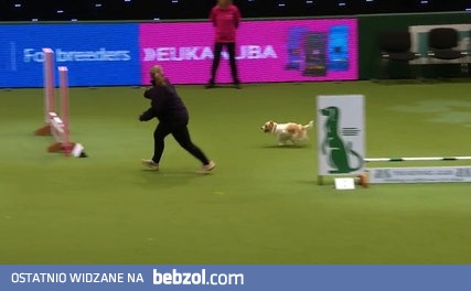 Kiedy jesteś psem i próbujesz dać z siebie wszystko.. 