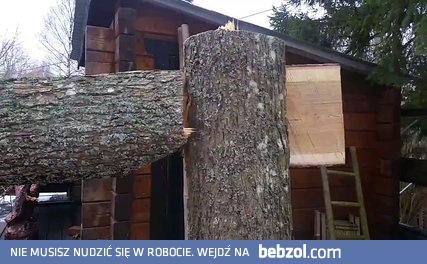 Technika powalenia drzewa na 