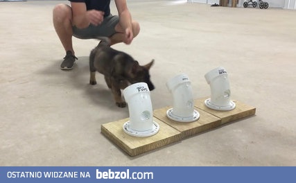 Trening szczeniaka na policyjnego psa antynarkotykowego