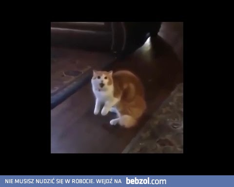 Koci kwazimodo widzi wiewiórki