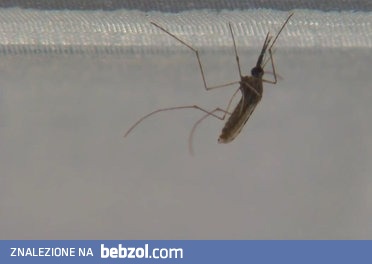 Działko laserowe na komary