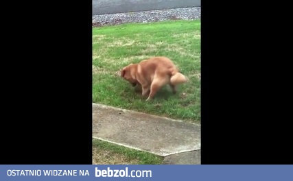 Ja nic nie kopałem!