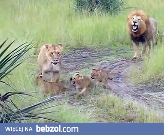 Rodzinny spacer i nauka ryczenia w wykonaniu młodych lwów