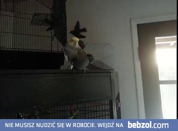 serenadę po czułym zbliżeniu