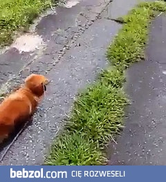  niesamowitą reakcję psa