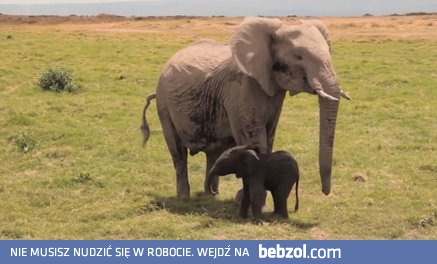 Dramat małego słonika