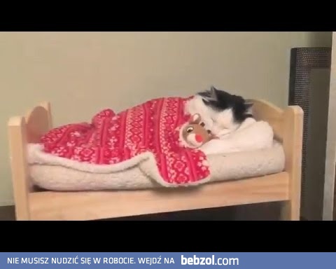 Kotecek układając się do snu…