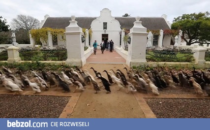 Ogromne stado kaczek biegnące do swojej 