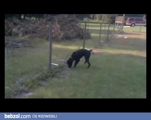 Pies olał ogrodzenie pod napięciem...