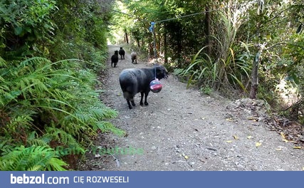 Co się stanie gdy zostawisz piłkę na sznurku w lesie 