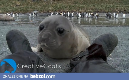 Mała fotka atakuje człowieka 