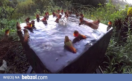 Kolibry urządziły sobie imprezę na basenie