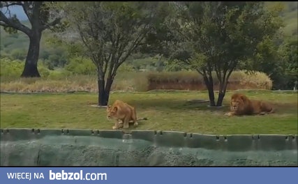 Lwica która myślała że umie latać